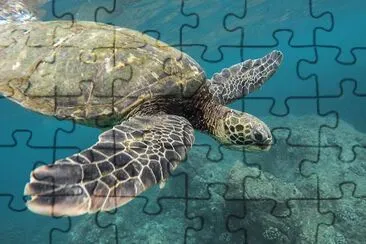 Turtle at the Ocean jigsaw puzzle