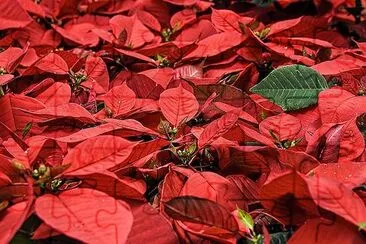 Fleurs de poinsettia