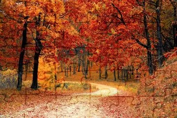 Autumn Fall Path Forest jigsaw puzzle