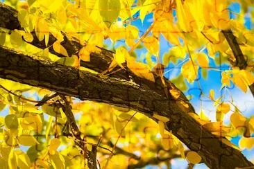 Yellow Autumn Leafs jigsaw puzzle