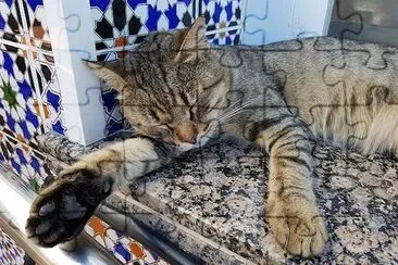 Siesta Cat