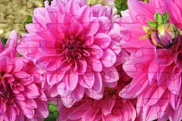 Dahlia Flower jigsaw puzzle