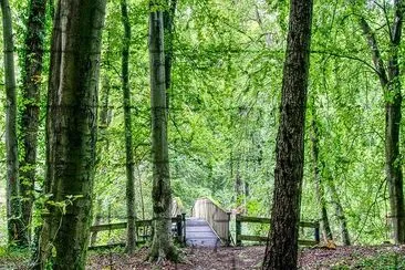 Brücke im Wald