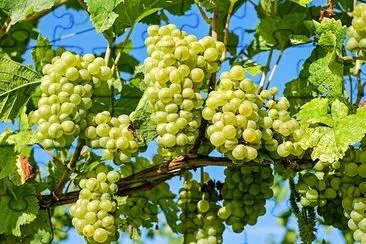 Sunny Grapevine jigsaw puzzle