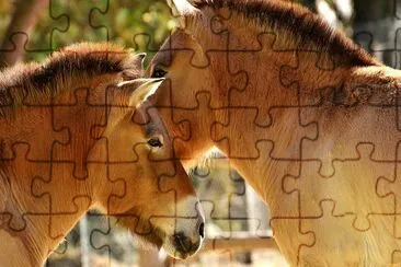 Two Horses jigsaw puzzle