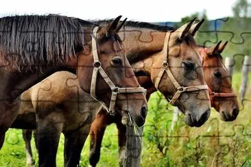 Tres caballos