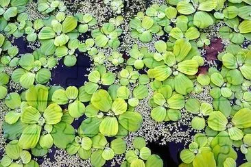 Botanical Pond jigsaw puzzle