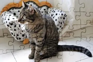 a Cat is a Cat jigsaw puzzle