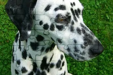 Dalmatian Dog jigsaw puzzle