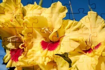 Gladiolus Blossom jigsaw puzzle