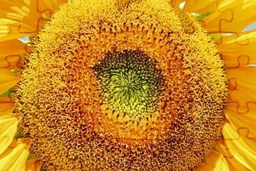 Sun Flower Closeup jigsaw puzzle