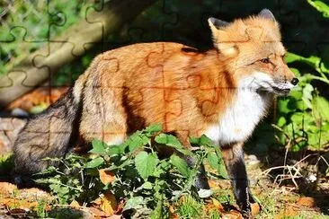 Red Fox jigsaw puzzle