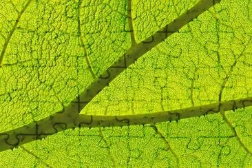 Leaf Structure jigsaw puzzle