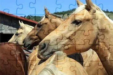 Horses jigsaw puzzle