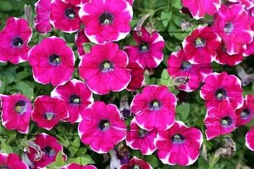 Petunias Flowering jigsaw puzzle