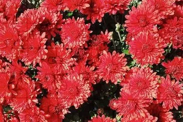 Mums Blossom jigsaw puzzle