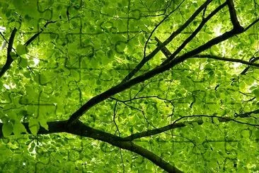 Canopy Tree jigsaw puzzle