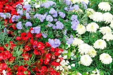 Cheerful Flowering jigsaw puzzle