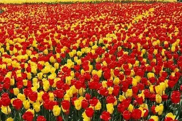 Tulips Field jigsaw puzzle