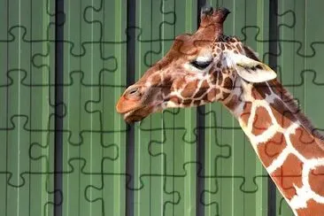 Giraffe On The Go jigsaw puzzle