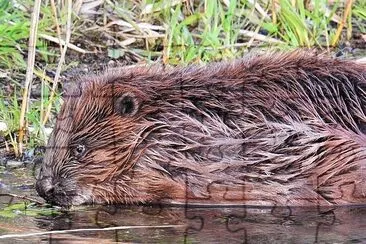 Beaver Time