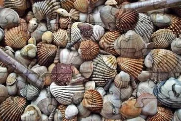 Seashells jigsaw puzzle