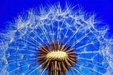 Dandelion Seeds jigsaw puzzle