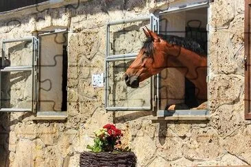 Cavallo Guardando Fuori Dalla Finestra