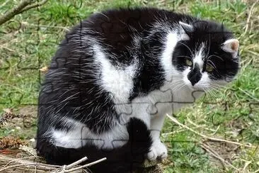 The Daily Cat jigsaw puzzle