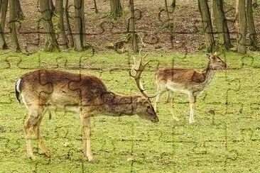 Hirsch dans les bois