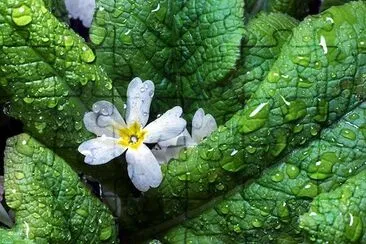 Feuille sous la pluie