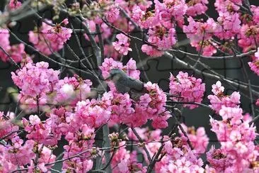 桜の花