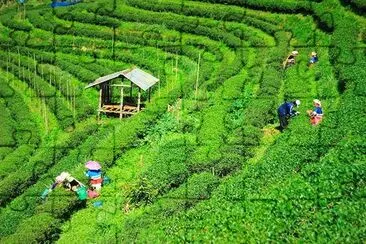 Plantações de Chá na Tailândia