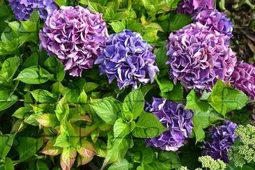 Purple Hydrangea jigsaw puzzle