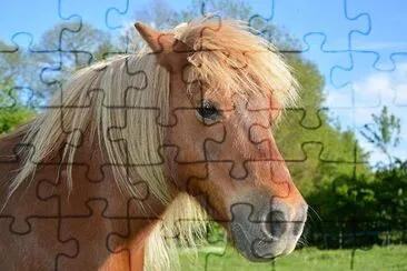 Shetland Pony jigsaw puzzle