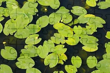 Nuphar Lutea