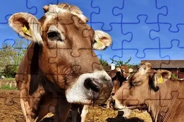 Cows in Farmhouse jigsaw puzzle