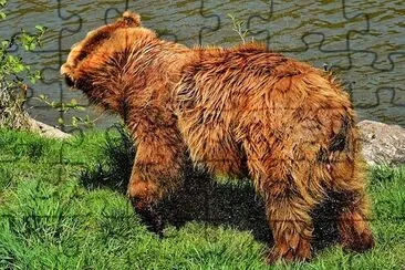 Orso bruno europeo