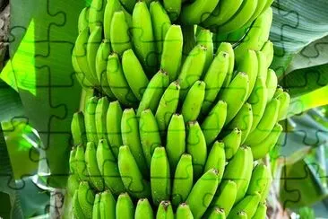 Green Banans jigsaw puzzle