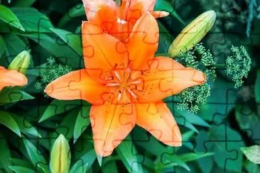 Flor de néctar de naranja