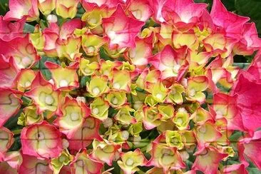 Blommande hortensia