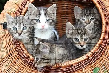 Kittens jigsaw puzzle