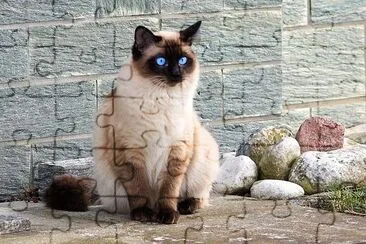 Siamese Cat jigsaw puzzle