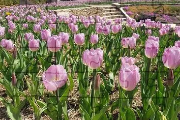 Tulipanes rosados