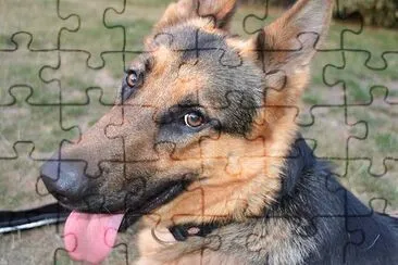 Dog Portrait jigsaw puzzle