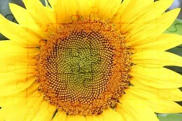 Daily Sun Flower jigsaw puzzle