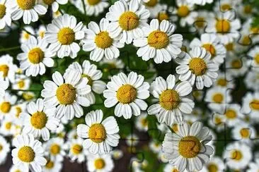 Chamomile Flowering jigsaw puzzle