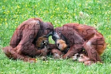 Orangutang familj