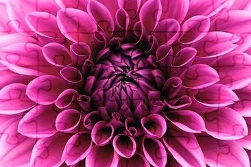 Perfect Pink Dahlia