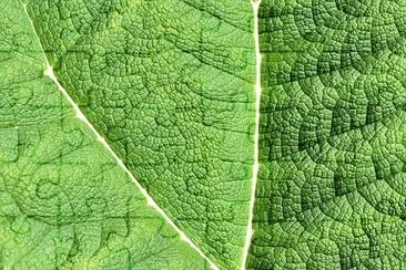 Giant Rhubarb Closeup jigsaw puzzle